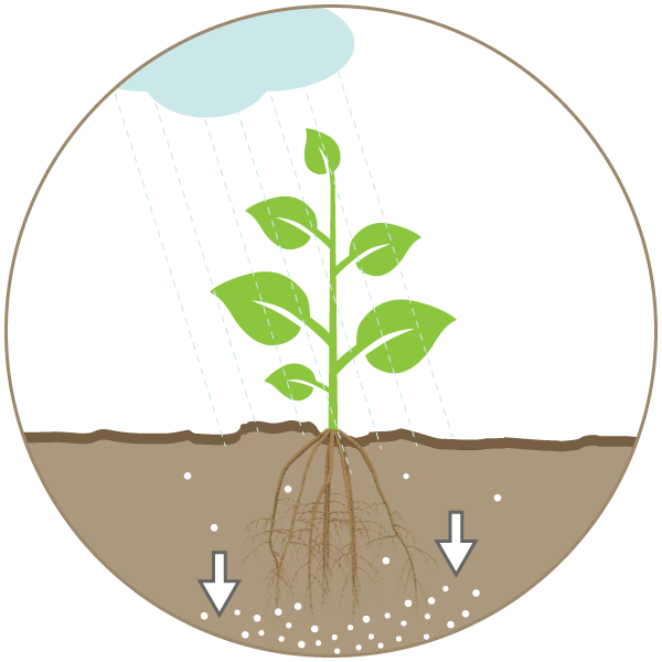Kalkverlust durch Niederschläge und Sickerwasser - Kreidekalk in der Landwirtschaft