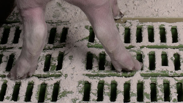 Durchfallerkrankungen reduzieren im Stall mit Vibo Extrafein